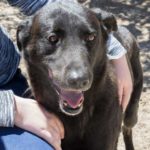 Hercules lives a safe and healthy life at Delta Rescue