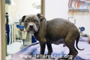 Chance on table days after life saving surgery. rescued in the wilderness