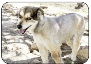 Aldo is one of the most loving dogs we have.