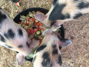 The Three Little Pigs