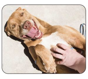 Mocha Man was three-years-old when he was rescued.