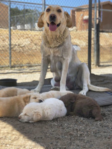 Newly rescued mom, dad and five kids.