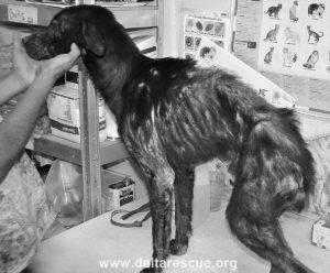 Herc just rescued from near death. animal rescue