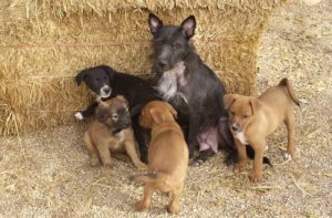 Shell and her family animal rescue