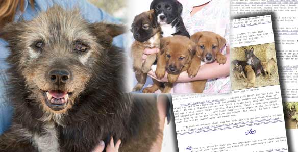 palmdale dog pound palmdale dog pound