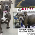 Pitbull rescue with happy ending