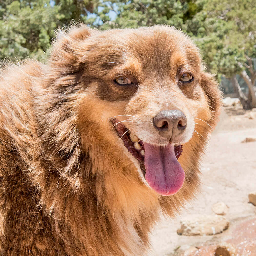 Questions To Ask Vet About Rescue Dog Questions To Ask Vet About Rescue Dog