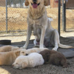 Everyone now safe at Delta Rescue