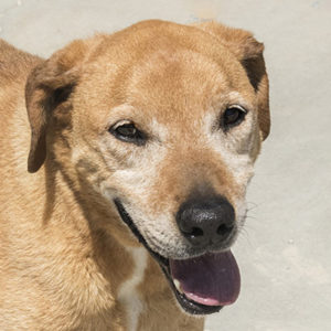 Richard was rescued as a puppy