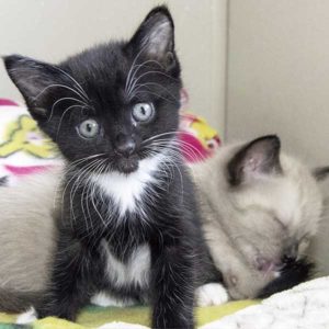 Meet Parmesan and his siblings rescued cat and kittens